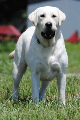 OUR GIRLS - MAPLE CREEK LABRADOR RETRIEVERS