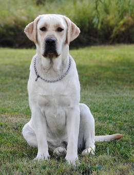 OUR GIRLS - MAPLE CREEK LABRADOR RETRIEVERS