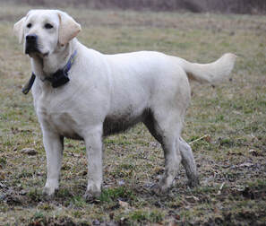 CURRENT AND EXPECTED LITTERS - MAPLE CREEK LABRADOR RETRIEVERS